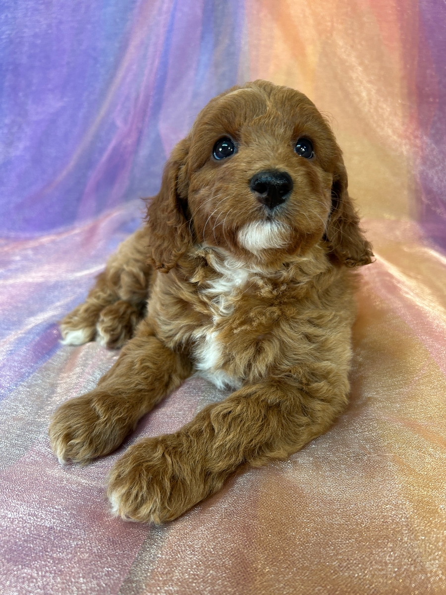 Female Cockapoo Puppy for Sale DOB 5-2-2025 $950